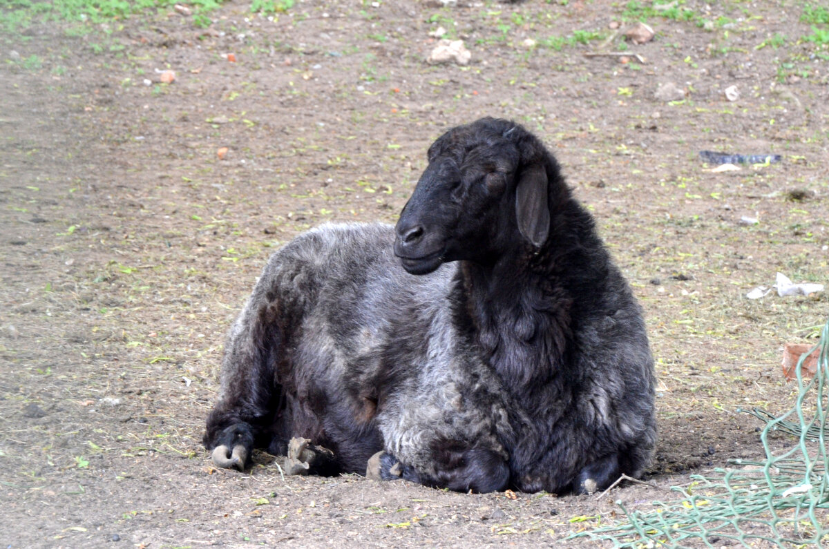 Московская область. Николо-Угрешский монастырь. - Наташа *****