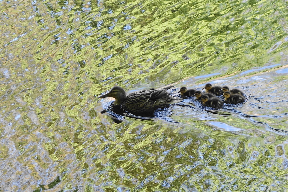 Утиный выводок - Рита Симонова
