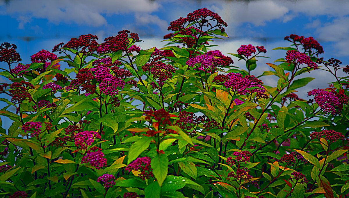 Цветение - Владимир Кроливец