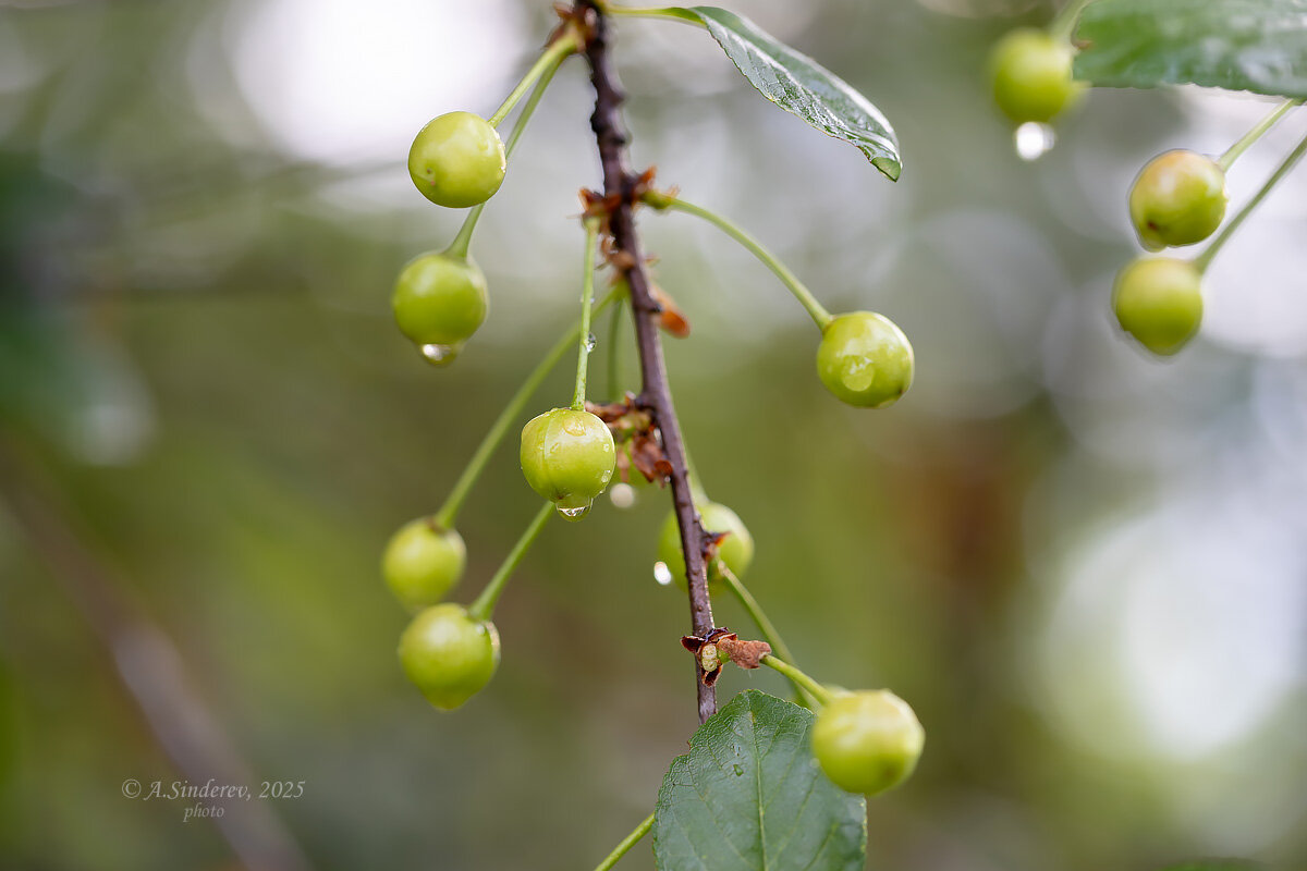 Вишнёвая ветка после дождя - Александр Синдерёв