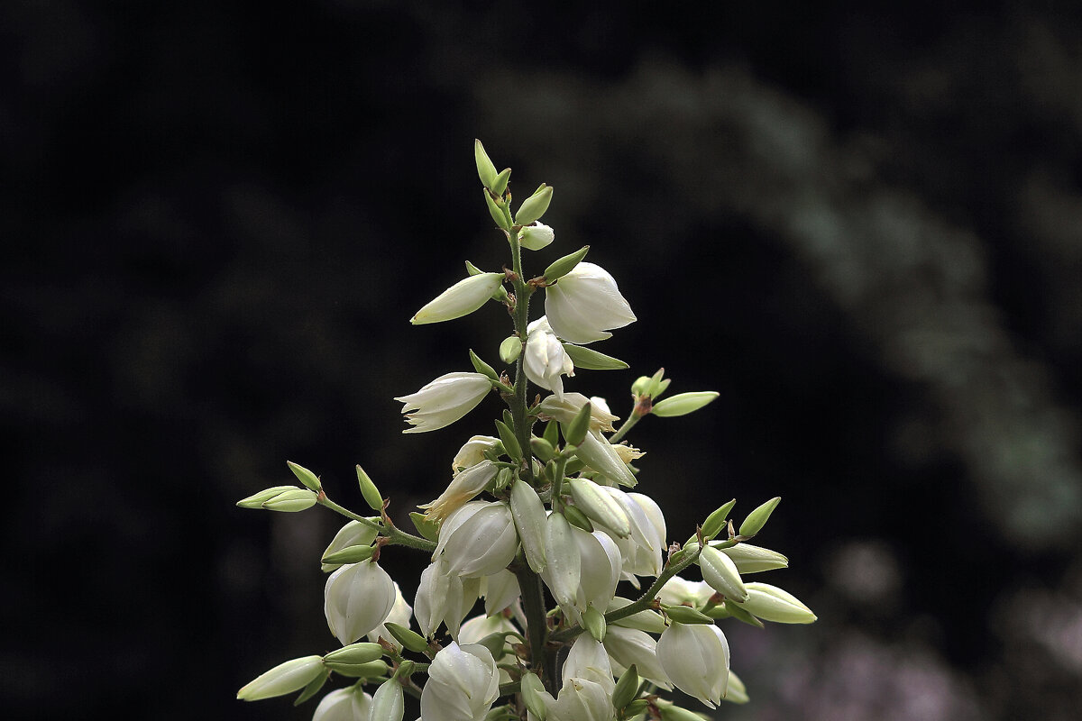 Юкка цветёт - Юрий Гайворонскiий