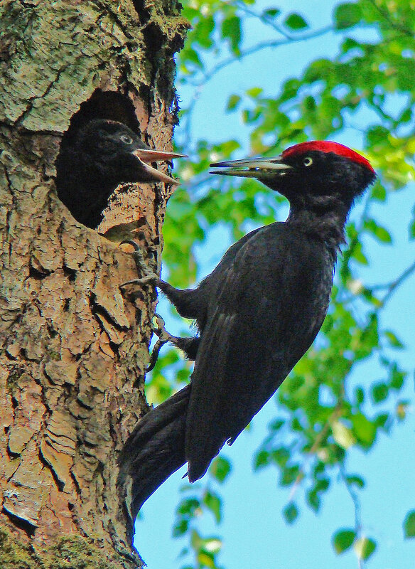 гнездо черного дятла - gawrilа - dan