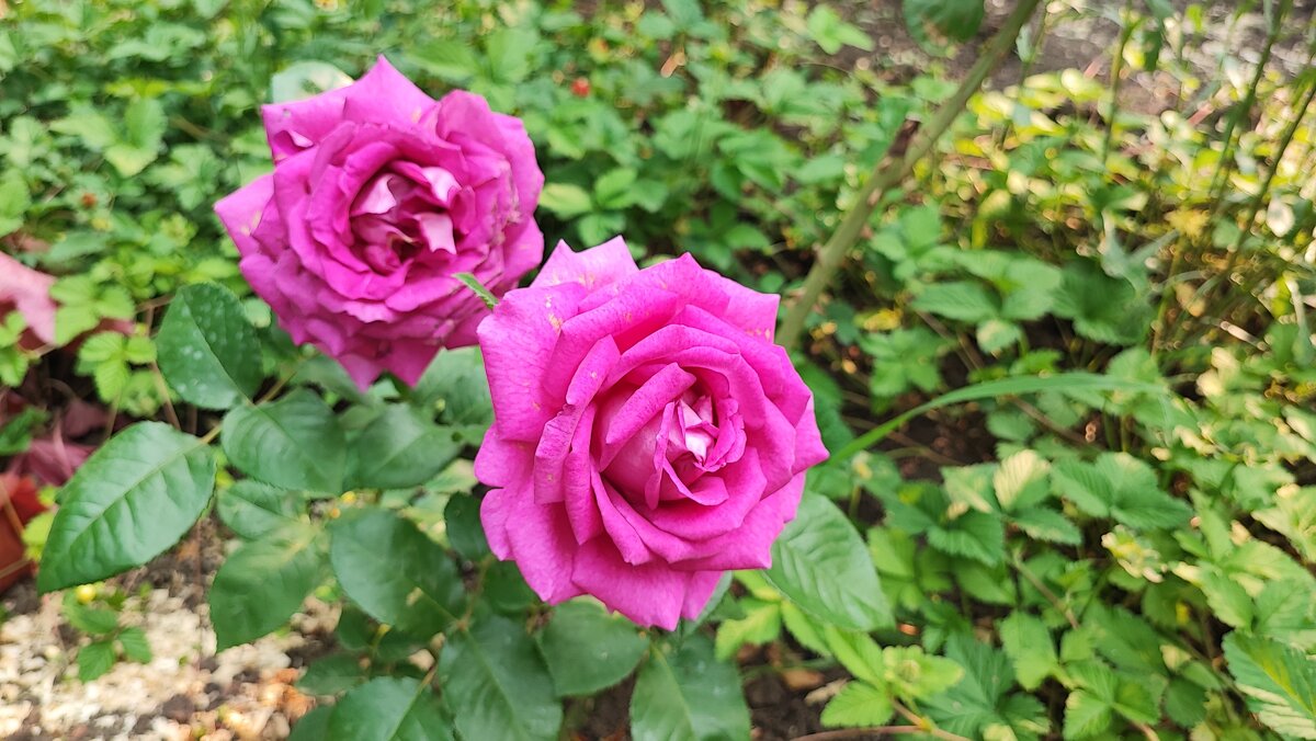 ,,, - Сергей Тимоновский