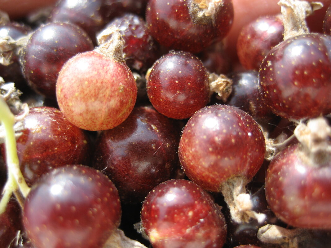 Чёрная смородина - Anna Ivanova Чёрная смородина - Anna Ivanova