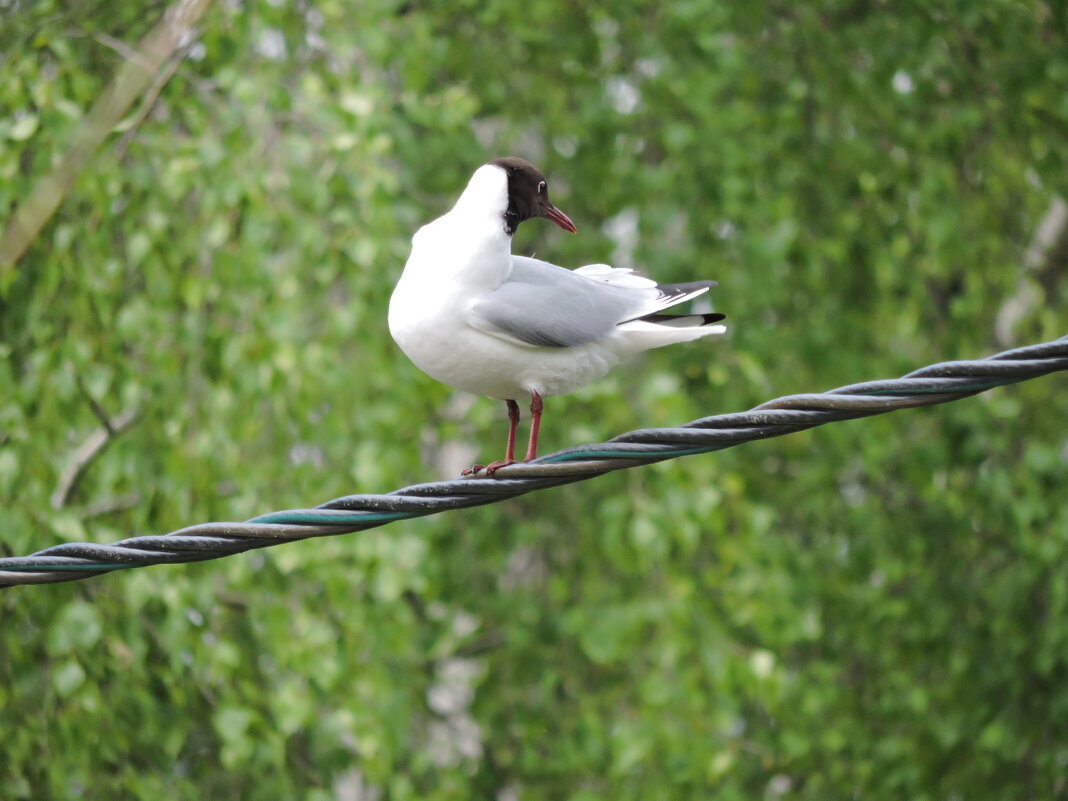 Чайка над рекой... - Мария Васильева