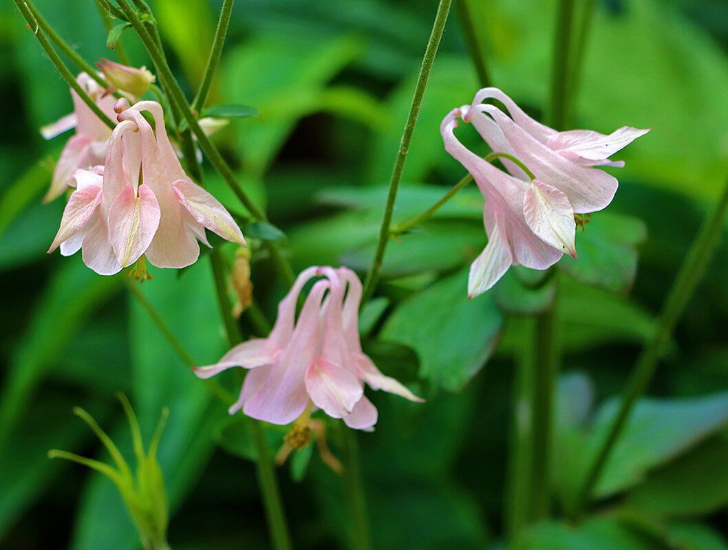 Балеринки-аквилегии - Светлана Балеринки-аквилегии - Светлана