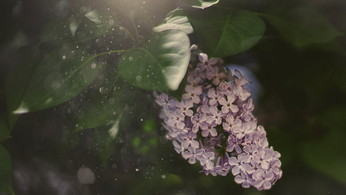 сирень - Андрей Выровой