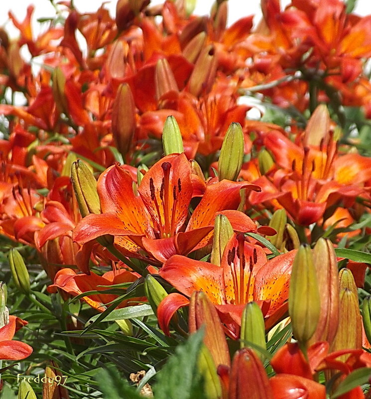 Полон воздух лилий нежно-рыжих... - Freddy 97