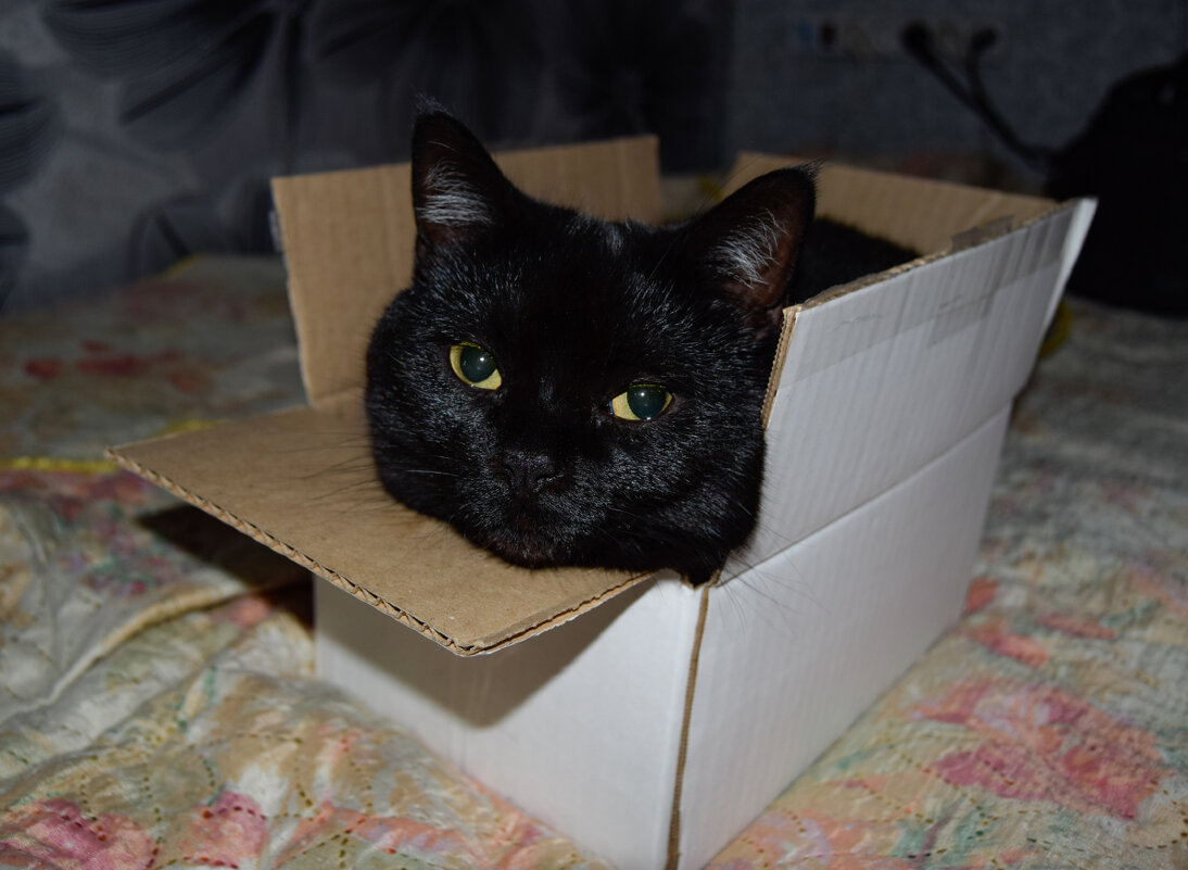 Британская кошка Нюша. - Марина Никулина