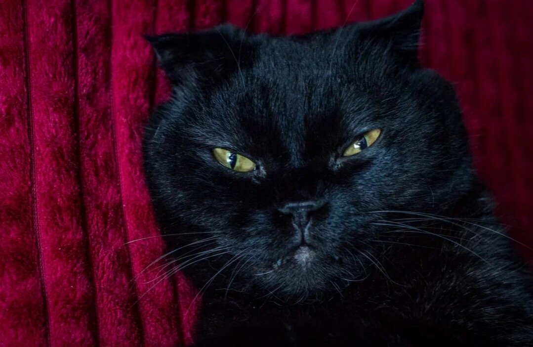 Хозяин в доме - Тамара Федорова