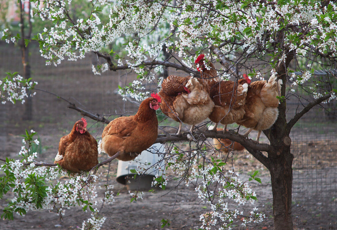опыляют - Наталья S