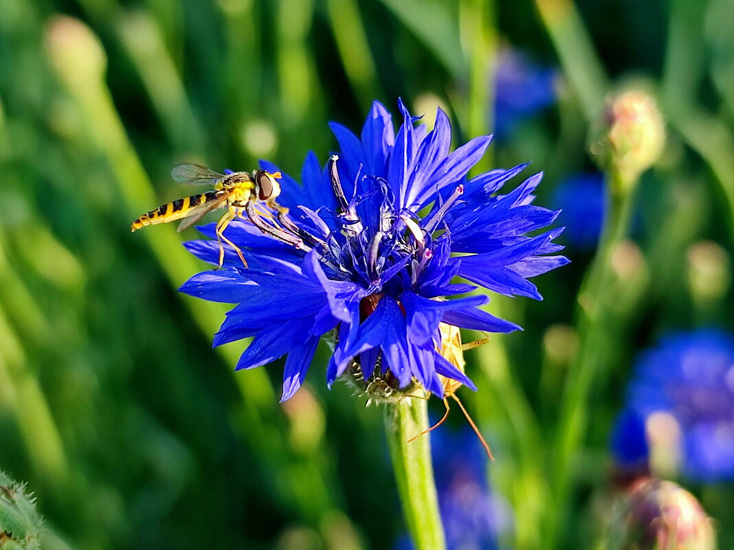 Ах! Лето! - Валентина Богатко Ах! Лето! - Валентина Богатко