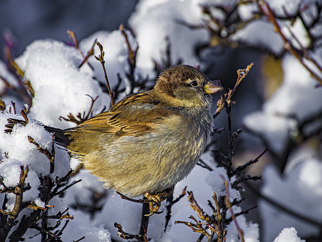 Воробей среди зимы. - Александр 