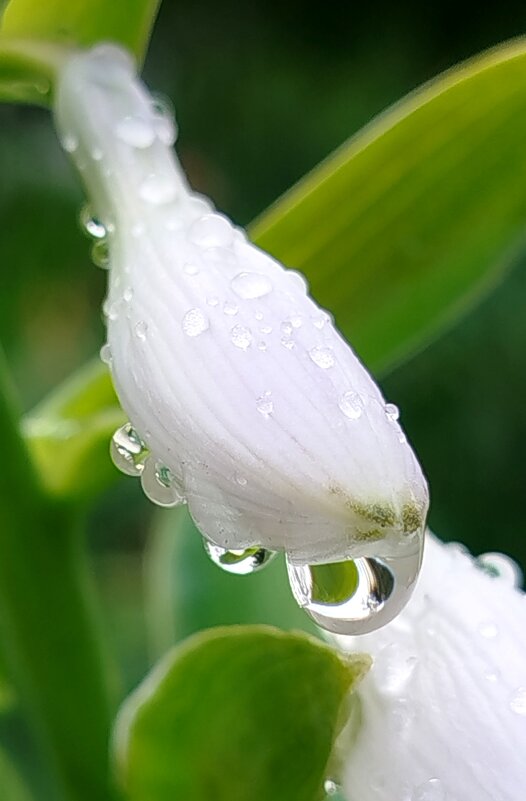 После ливня - светлана льдокова После ливня - светлана льдокова