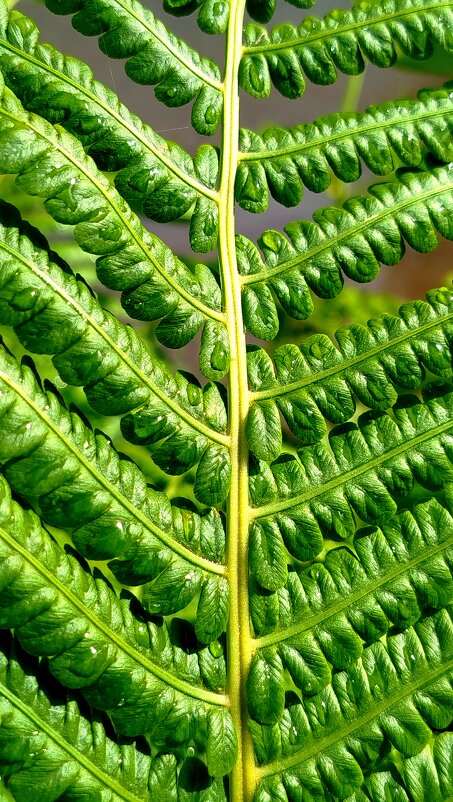 Лист папоротника - светлана льдокова