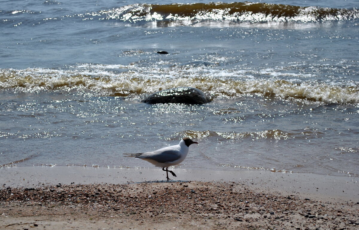 "А у моря, у синего моря Со мною ты, рядом со мною.." - AleksSPb Лесниченко "А у моря, у синего моря Со мною ты, рядом со мною.." - AleksSPb Лесниченко