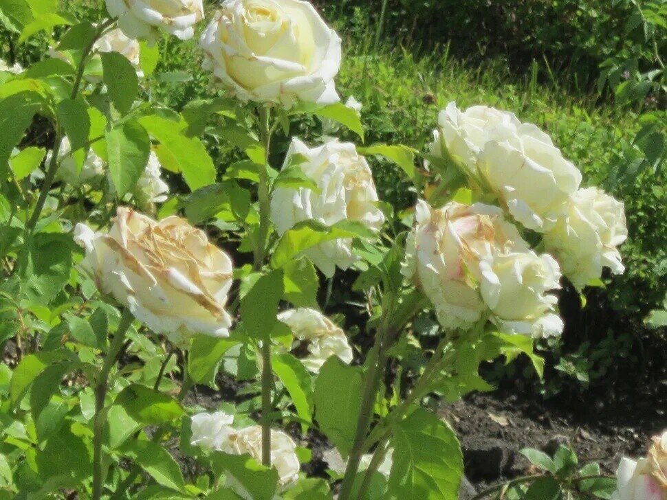 Роза Эльф плетистая - Дмитрий Никитин