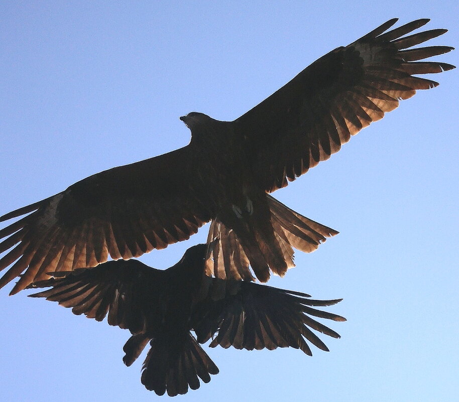 Око за око.Хвост за хвост... - Владилен Панченко Око за око.Хвост за хвост... - Владилен Панченко