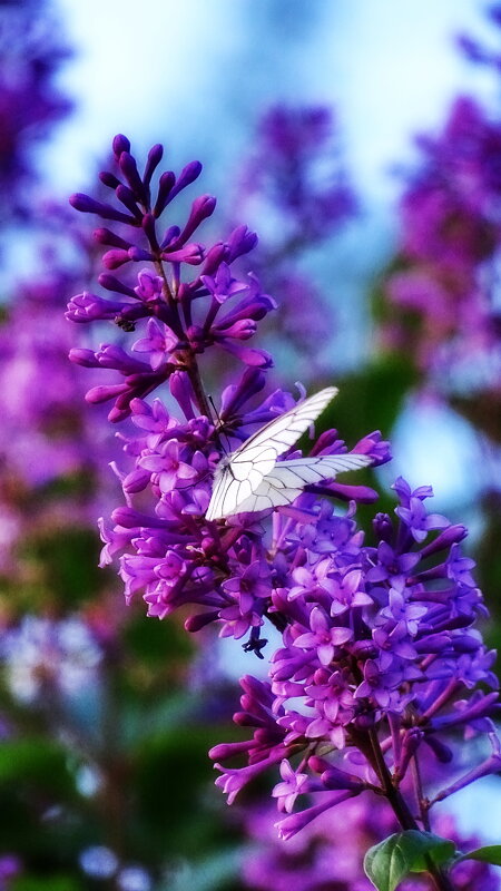 Вечерняя сирень - Павел Трунцев