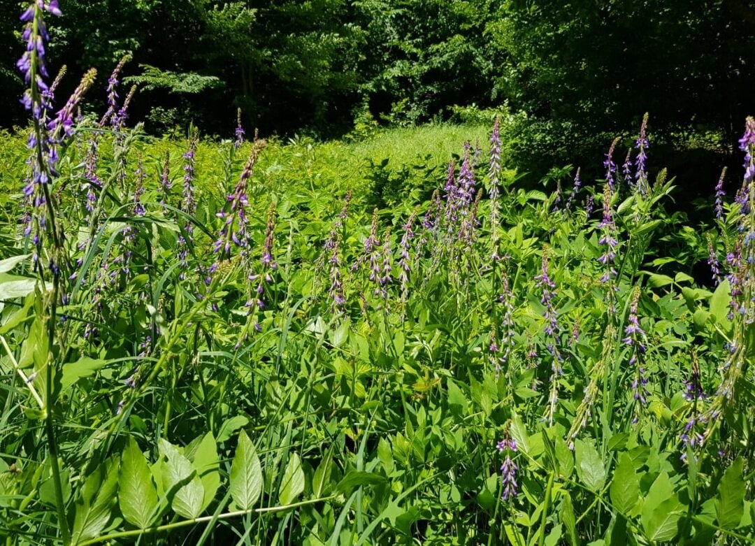 Заповедник. - Tata Wolf