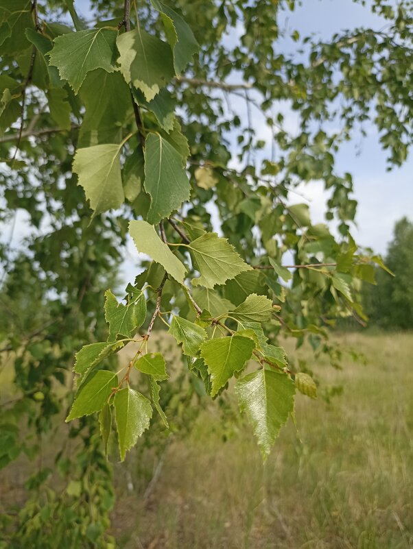 Белая березонька. - Pippa 