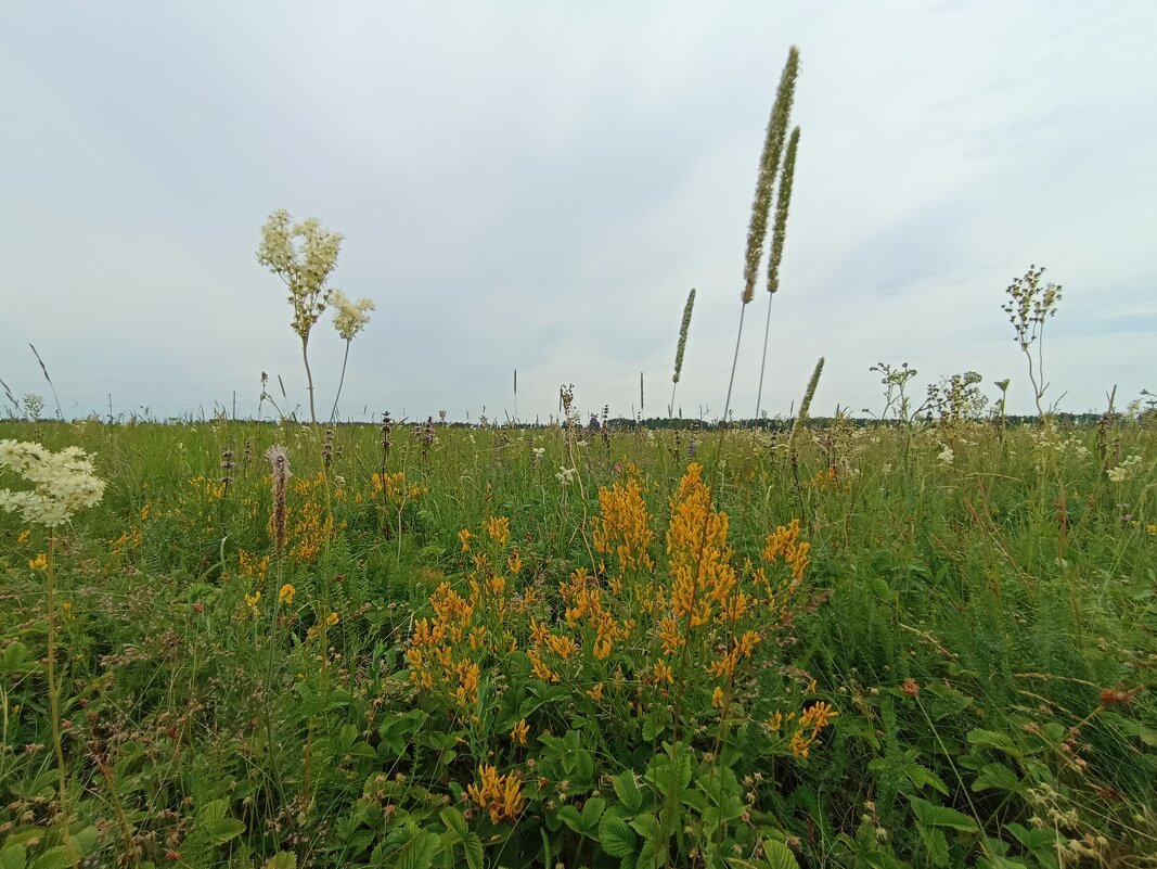 Степное разнотравье. - Pippa Степное разнотравье. - Pippa