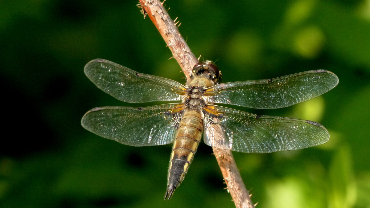 из снятого вчера  1 - Александр Прокудин