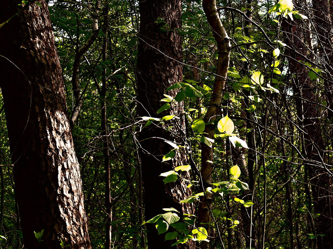 Летние этюды 36 - Алексей Кузнецов