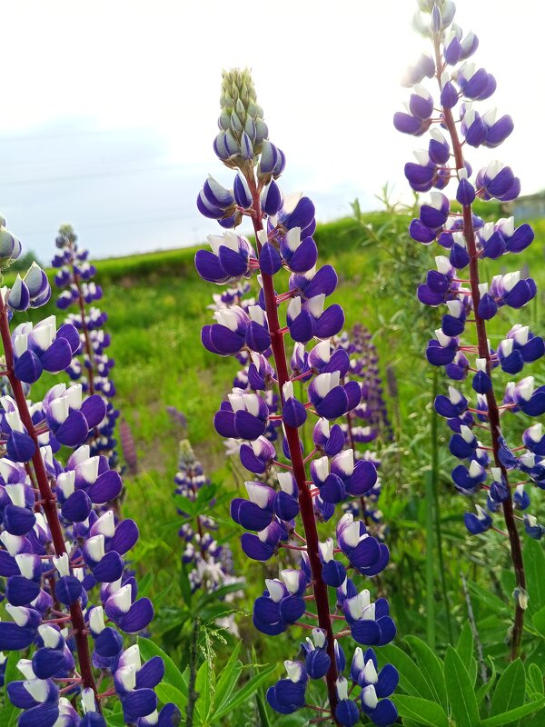 Люпин - Сапсан 