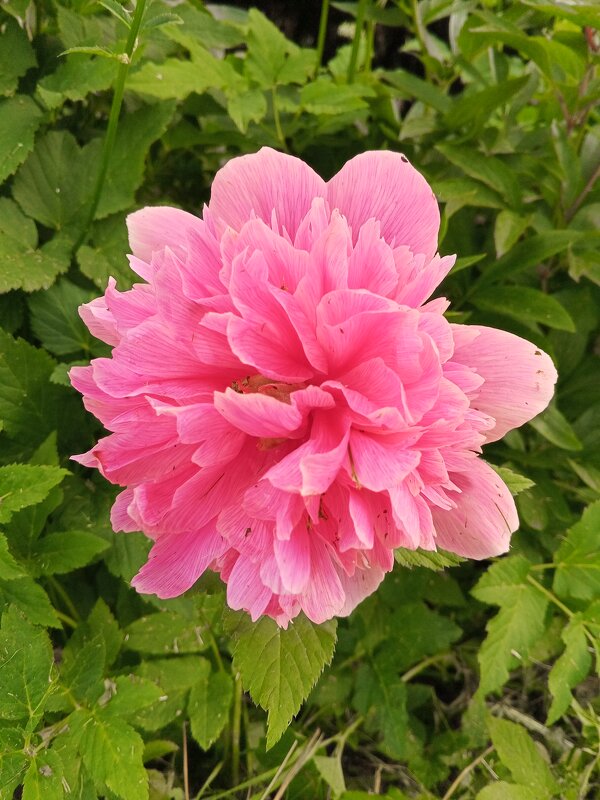 Пион - Сапсан 