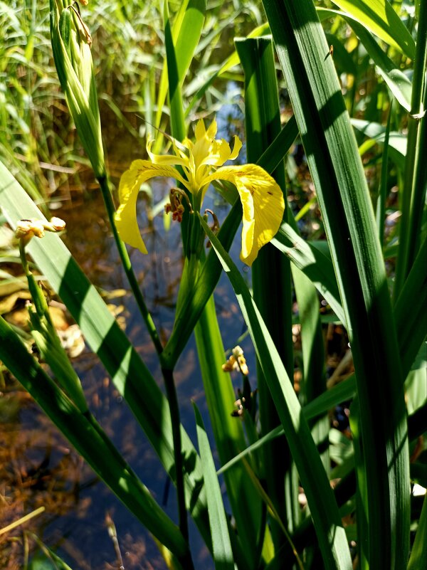 Время ирисов - Veera V