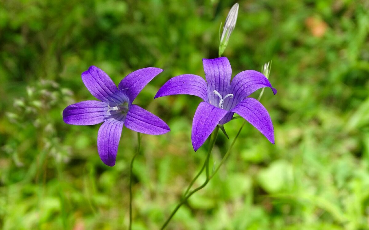 Лесные цветы. - Милешкин Владимир Алексеевич Лесные цветы. - Милешкин Владимир Алексеевич