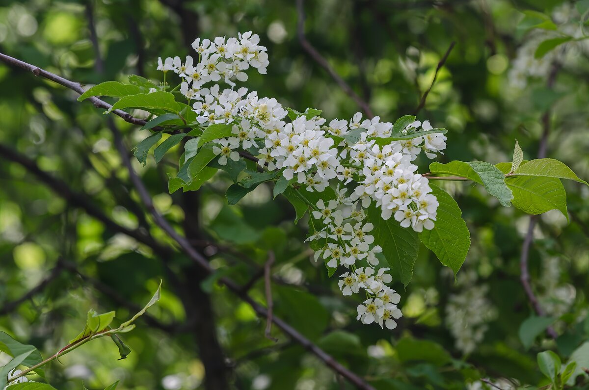 *** - Виктор Иванович Чернюк