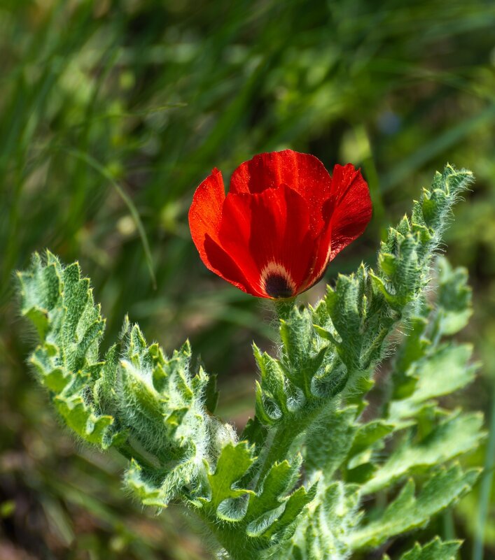 Мак рогатый - Игорь Сикорский Мак рогатый - Игорь Сикорский