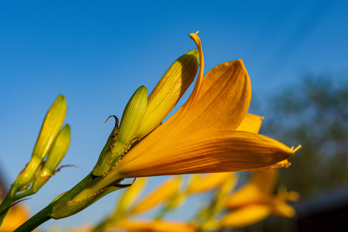 Лилия - Петр 