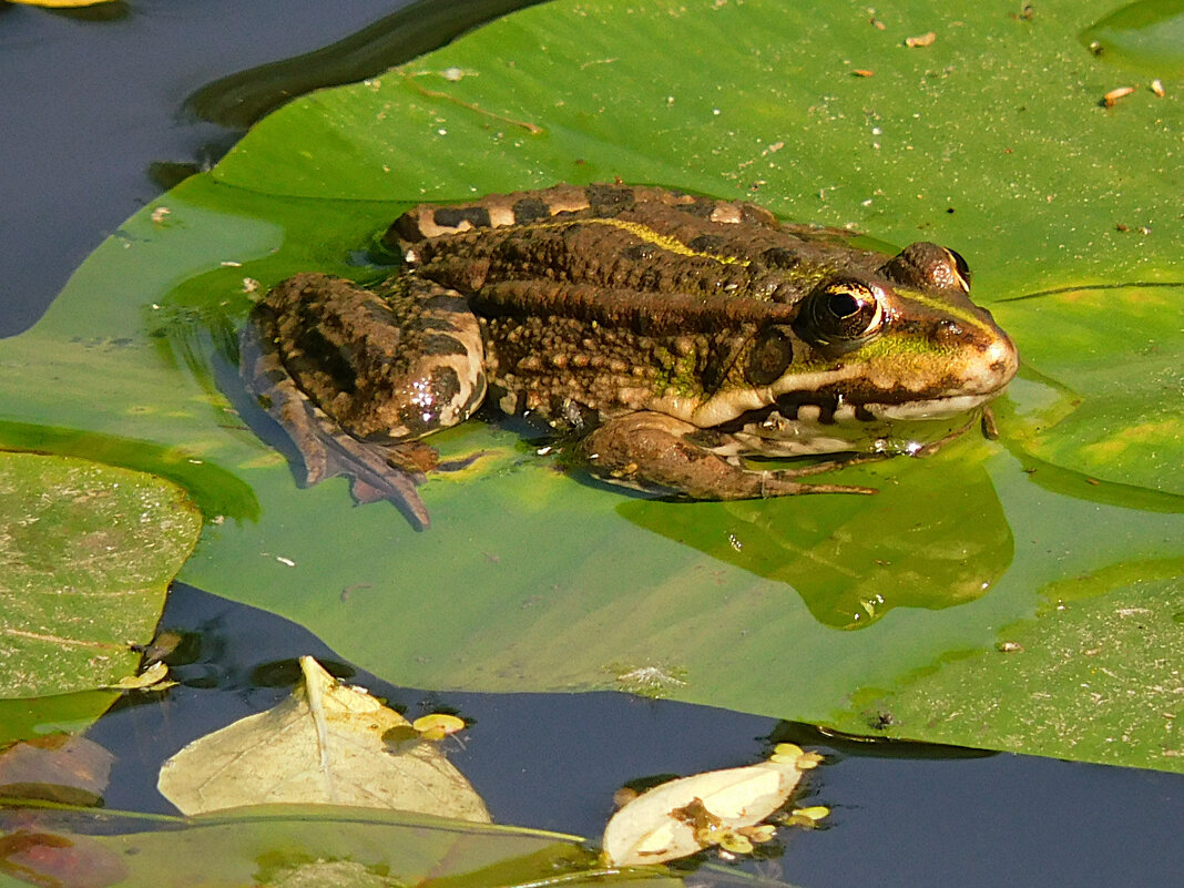 Царевна-лягушка - Лина 