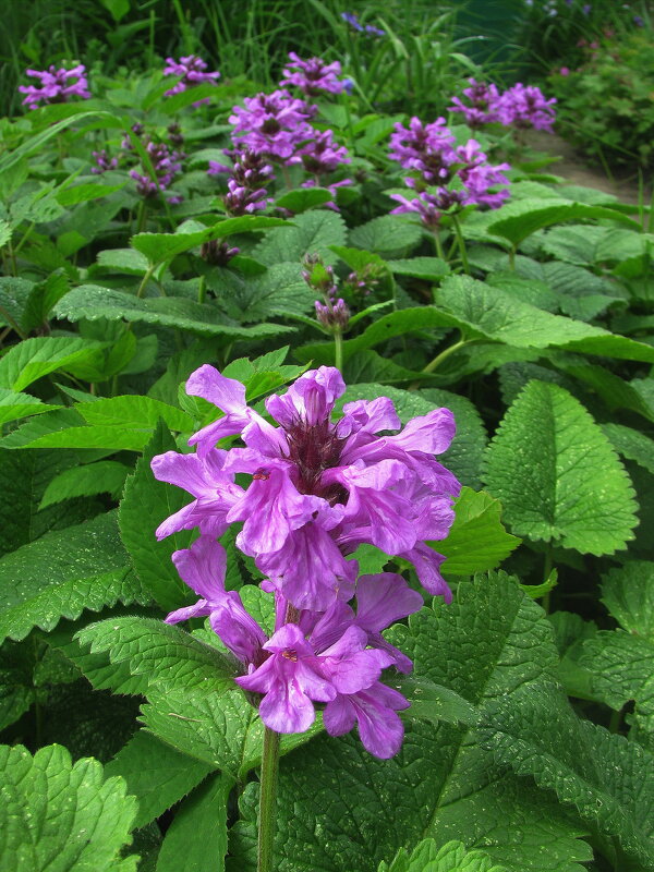 Буквица цветёт - Людмила Смородинская