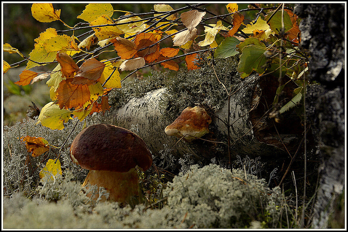 Противостояние - Aleksandr Gal