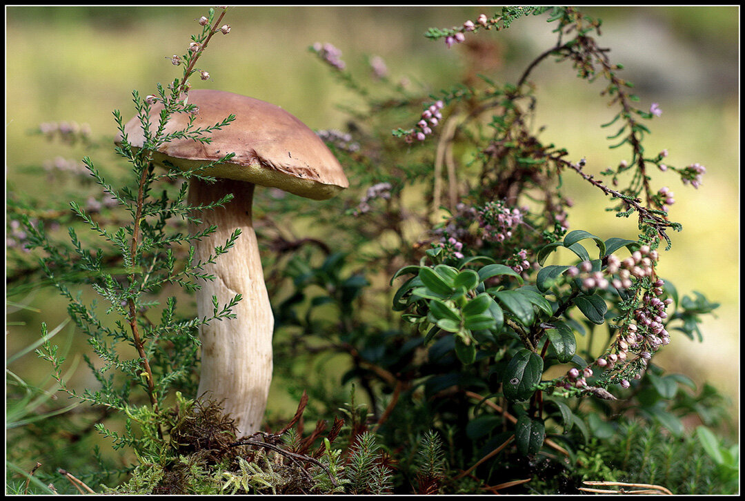 С боровичком - Aleksandr Gal С боровичком - Aleksandr Gal