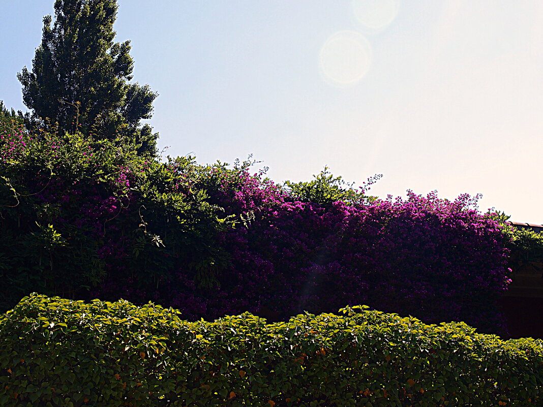 Барселона. - Владимир Драгунский