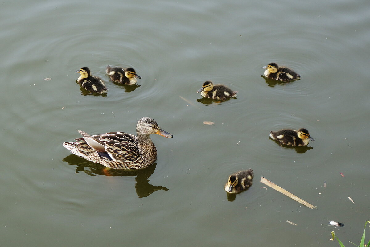 Утиный выводок - Рита Симонова