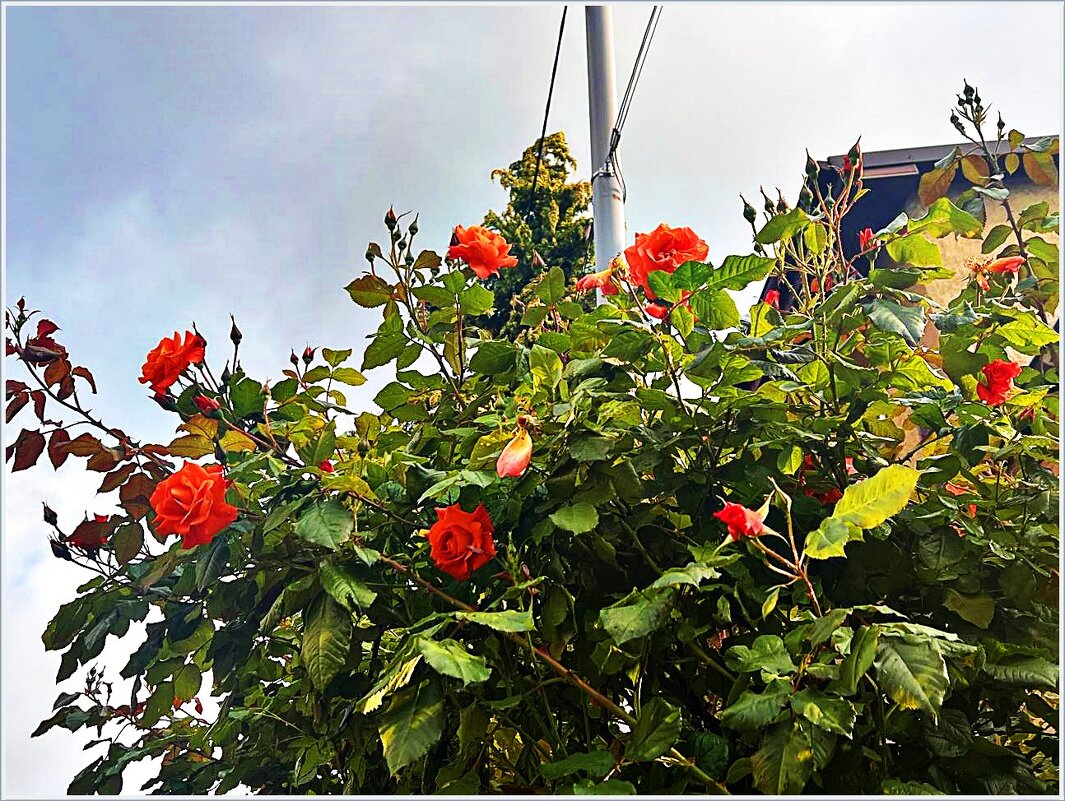 Картинка лета. - Валерия Комова