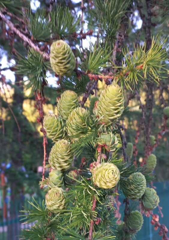 Цветение хвойных - Svetlana 