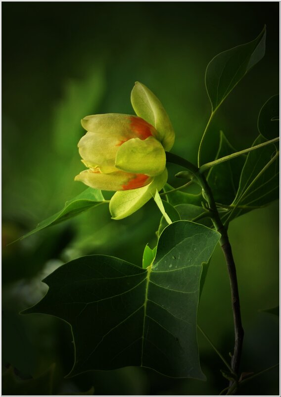 ТЮЛЬПАН... - Elvira E. 