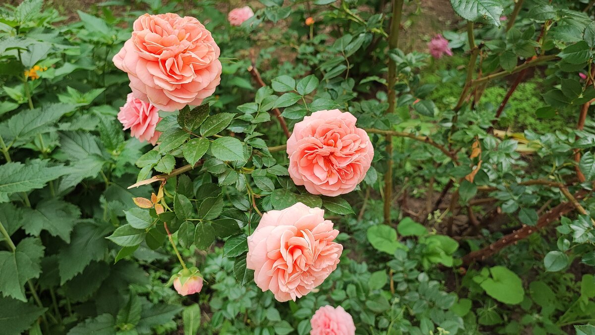 ,,, - Сергей Тимоновский ,,, - Сергей Тимоновский