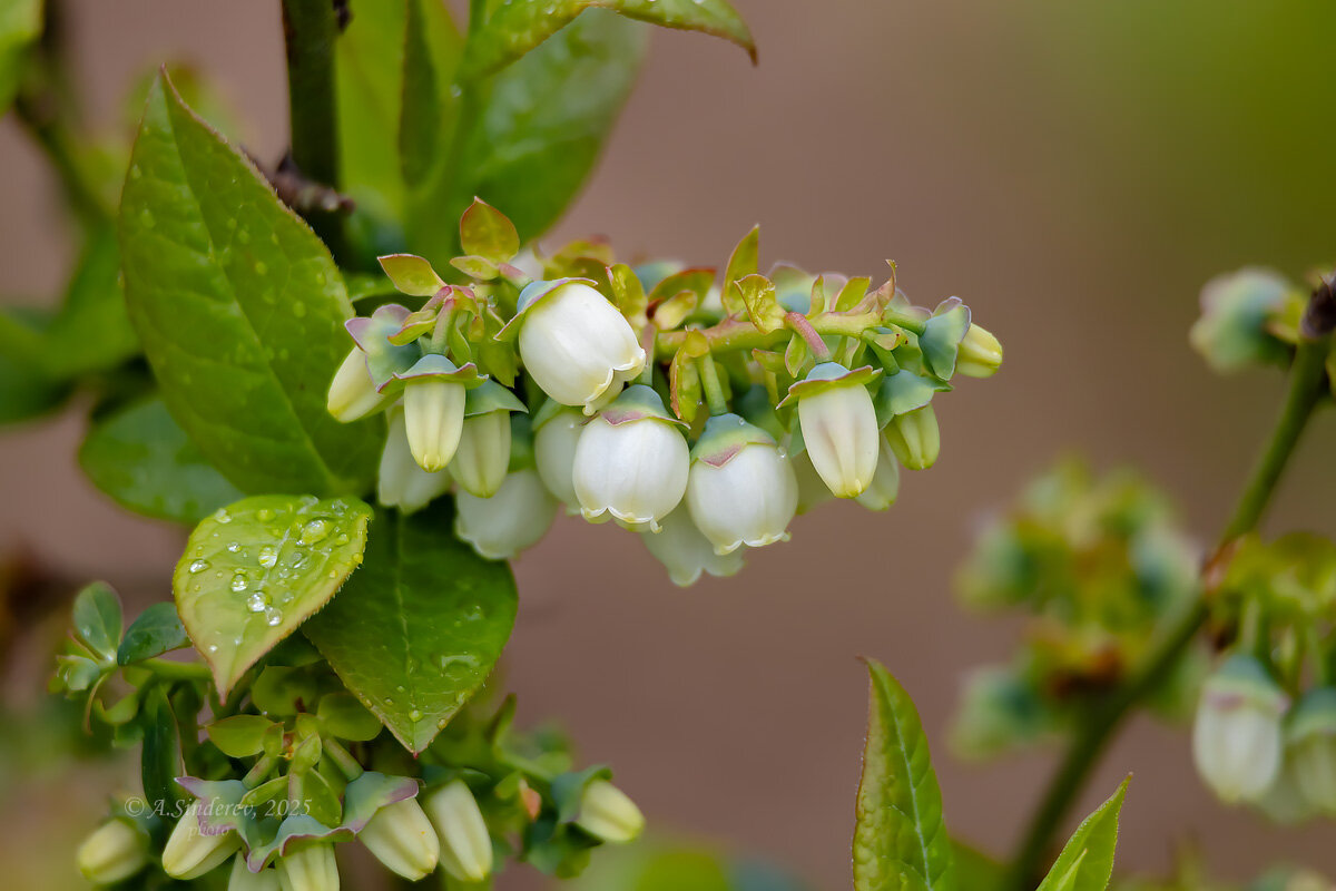 Цветение голубики - Александр Синдерёв