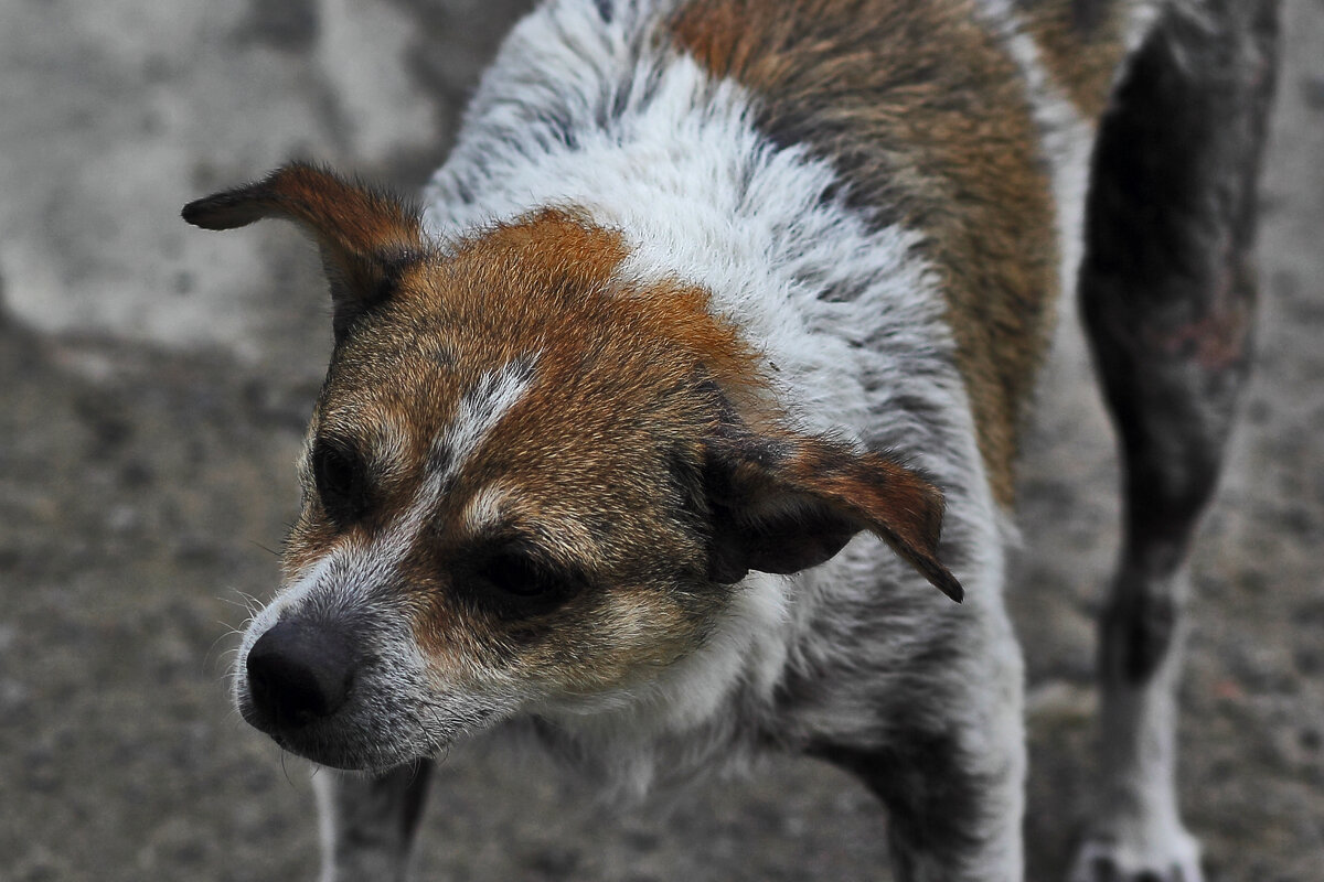 Больная собачка - Юрий Гайворонскiий