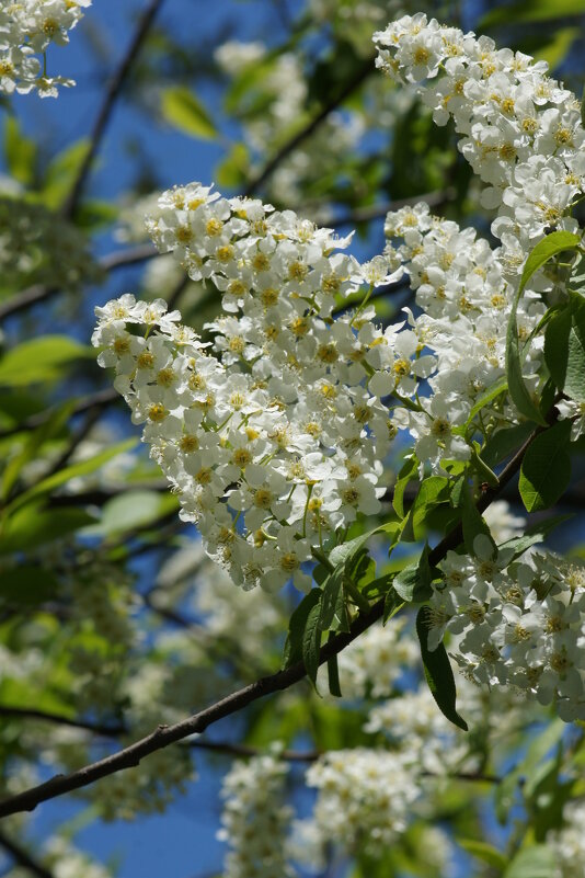 Заросли черёмухи - Наталия Григорьева