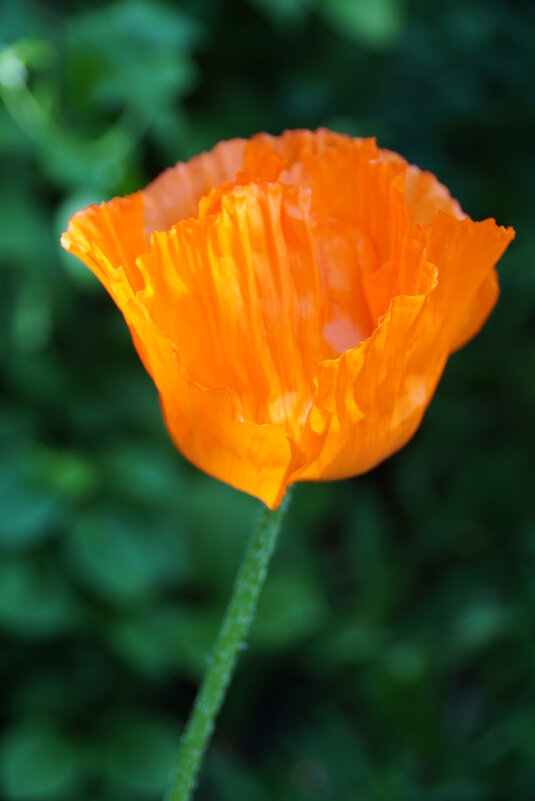 Мак - Наталия Григорьева