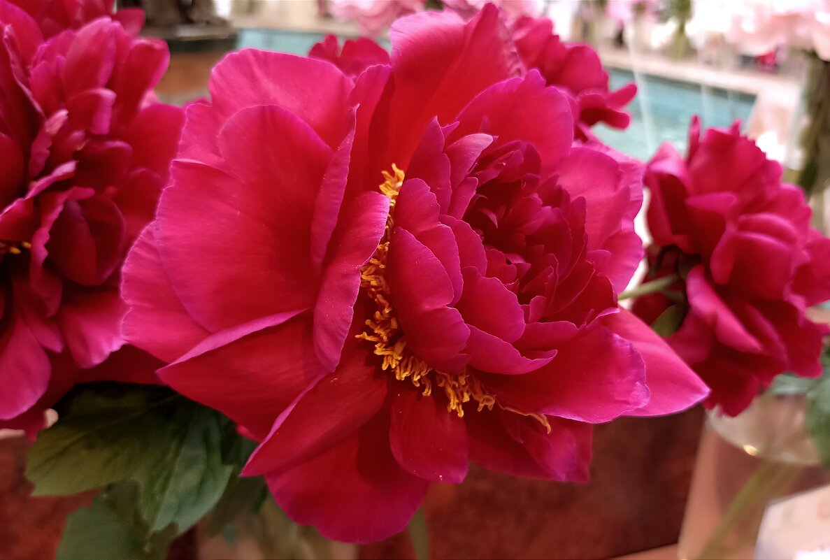 Выставка пионов в ГУМе - Татьяна Тюменка Выставка пионов в ГУМе - Татьяна Тюменка